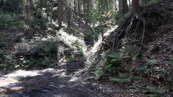 Wycieczka z Korbielowa. Głęboki las na szlaku żółtym na Przełęcz pod Beskidem Krzyżowskim